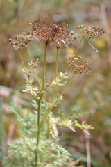 Selinum carvifolia