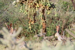 Lepus alleni