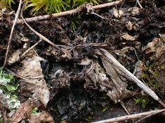 Scytinium lichenoides