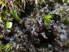 Scytinium lichenoides