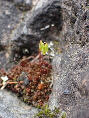 Ptychostomum capillare