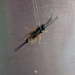 Pimpla rufipes