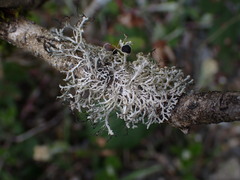 Physcia tenella
