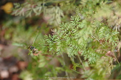 Selinum carvifolia