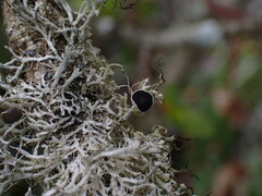 Physcia tenella