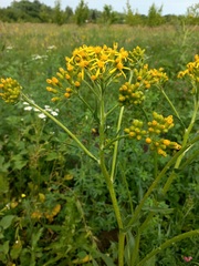 Senecio doria