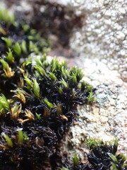 Racomitrium aciculare