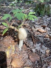 Amanita rhacopus