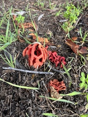Clathrus ruber