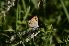 Lycaena thersamon