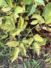 Rubus flagellaris