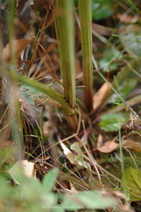 Selinum carvifolia