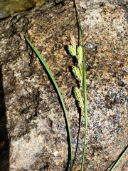 Carex lenticularis