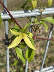 Clematis tangutica
