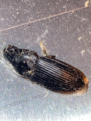 Pseudoophonus