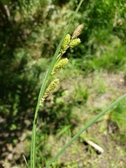 Carex lenticularis