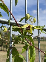 Clematis tangutica