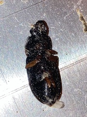 Pseudoophonus