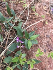 Lespedeza procumbens