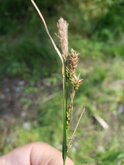 Carex lenticularis