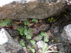 Marchantia