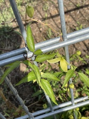 Clematis tangutica