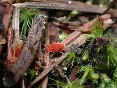 Trombidioidea