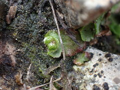 Marchantia