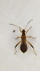 Alydus pilosulus