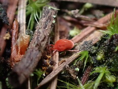 Trombidioidea