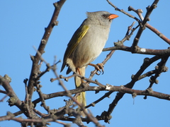 Embernagra platensis