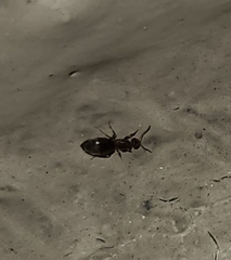 Brachymyrmex patagonicus