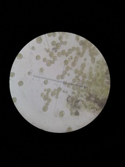 Botrydium granulatum