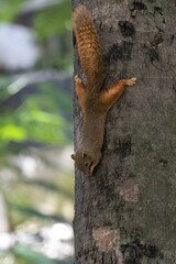 Callosciurus finlaysonii