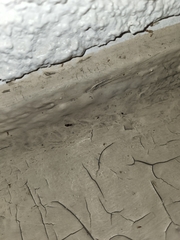 Brachymyrmex patagonicus