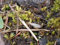 Chioneinae