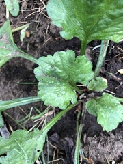 Phytomyza albiceps group