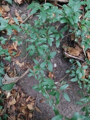 Ligustrum vulgare
