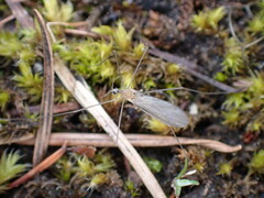 Chioneinae