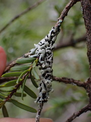 Menegazzia