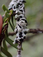 Menegazzia