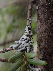 Menegazzia