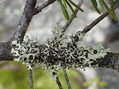 Hypotrachyna sinuosa