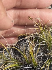 Carex nardina
