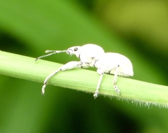 Naupactini