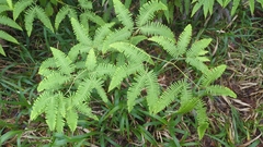 Gleicheniaceae