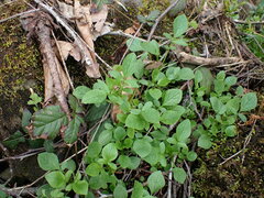 Valeriana sitchensis