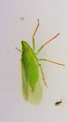 Rhynchomitra microrhina