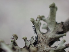 Hypotrachyna sinuosa