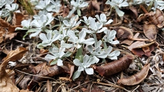 Antennaria parvifolia